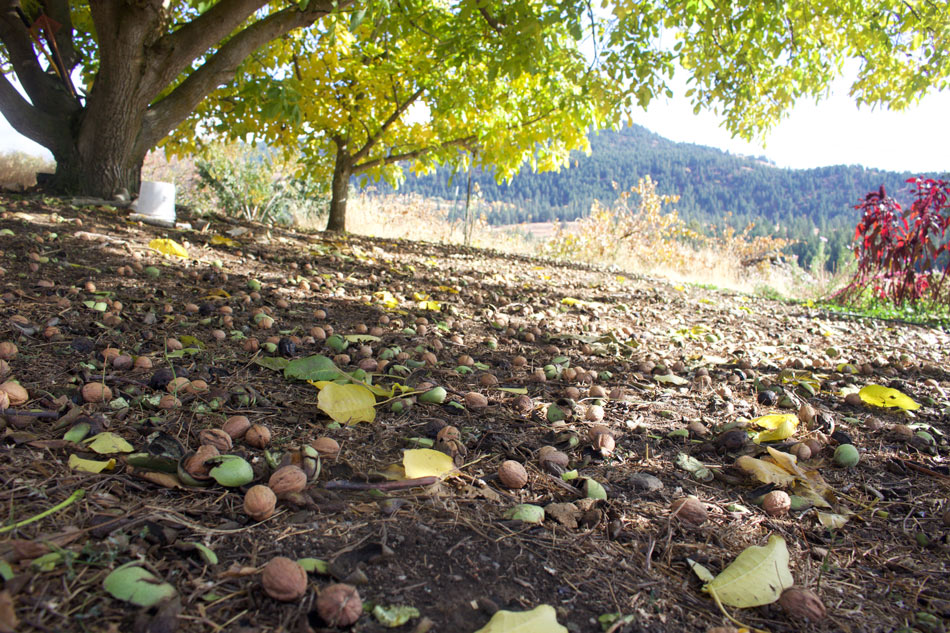 walnuts, quillisascut, farm school, cookery