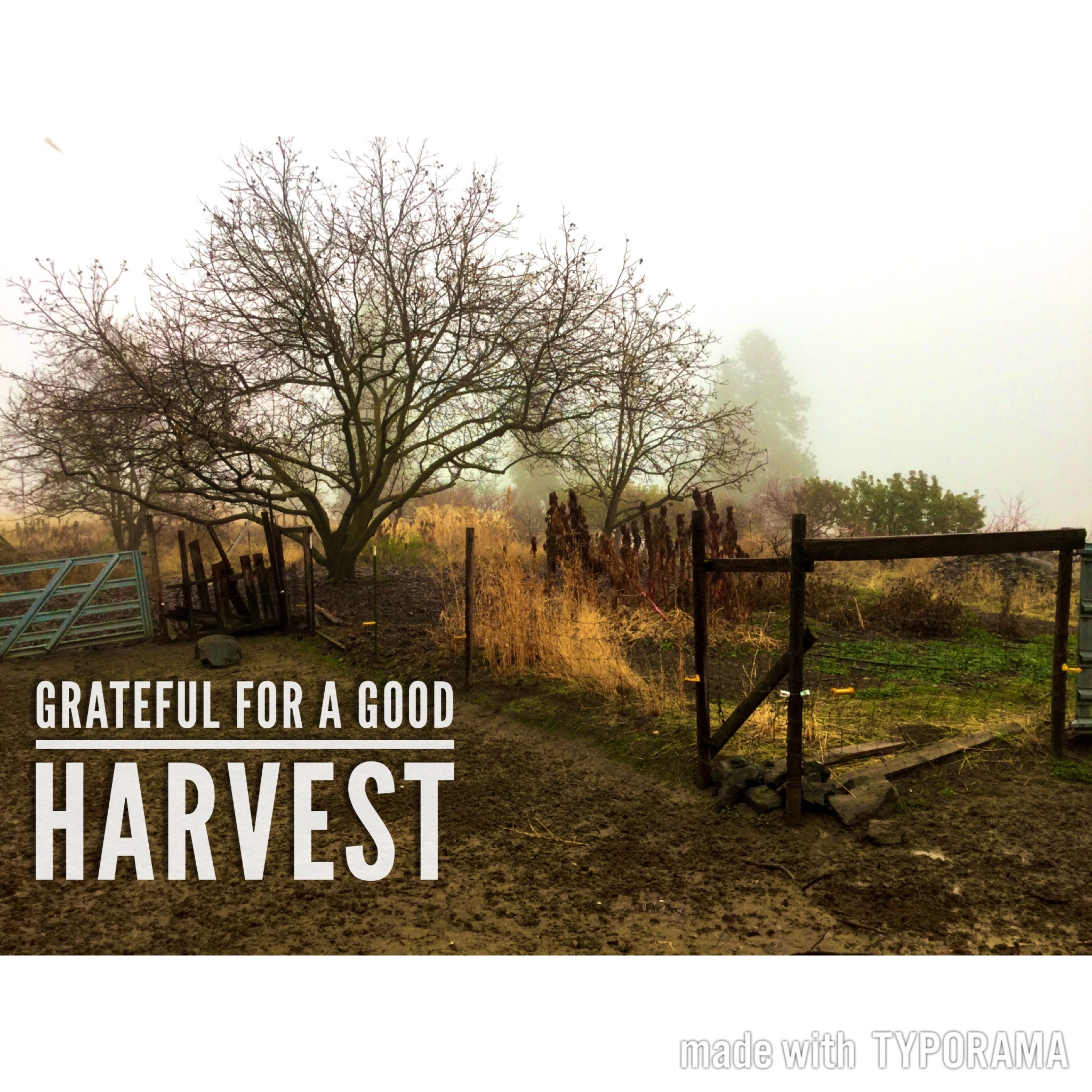 Grateful harvest at Quillisascut Farm