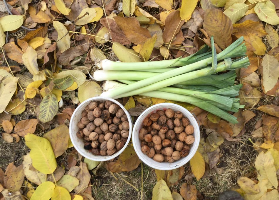 Walnuts, Leeks, farmlife