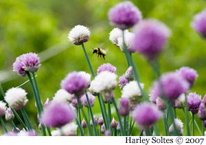 chives and bee